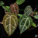 Anthurium Zara '29' x Zara '3' by DocBlock® *Grower's choice* - Image 2