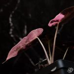 Alocasia 'Bambino' pink variegated *Grower's Choice* - Image 5