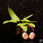 Philodendron 'Whipple Way' *Grower's Choice* - Image 4