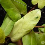 Philodendron 'Whipple Way' *Grower's Choice* - Image 3