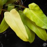 Philodendron 'Whipple Way' *Grower's Choice* - Image 5