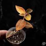Anoectochilus roxburghii hayata 'Hong Sia' jewel orchid *Grower's Choice* - Image 4