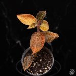 Anoectochilus roxburghii hayata 'Hong Sia' jewel orchid *Grower's Choice* - Image 2