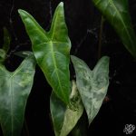 Alocasia longiloba variegated *Grower's Choice* - Image 3