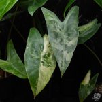 Alocasia longiloba variegated *Grower's Choice*