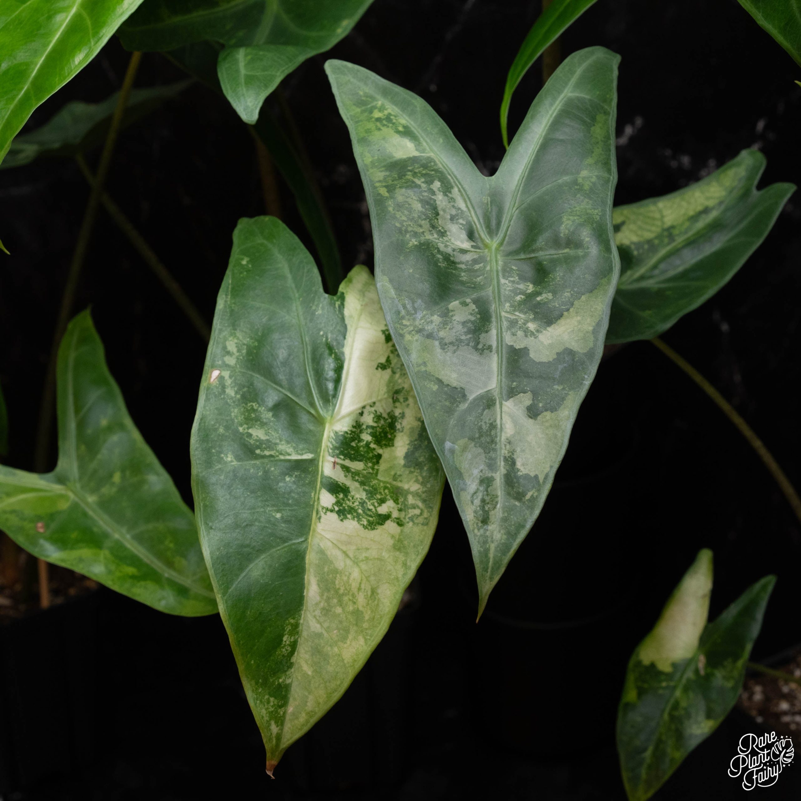 DSC02142_ac22a17d-39b0-463a-822b-2378463d6ddb-2.jpg Alocasia longiloba variegated *Grower's Choice* - Image 1