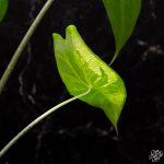 Alocasia longiloba variegated *Grower's Choice* - Image 4