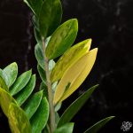 Zamioculcas zamifolia 'ZZ' aurea variegated *Growers Choice* - Image 5