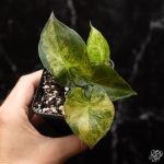 Alocasia 'Uhinkii' variegated (previously Alocasia wentii) *Grower's Choice* - Image 2