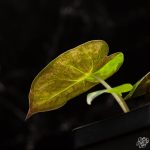 Alocasia 'Uhinkii' variegated (previously Alocasia wentii) *Grower's Choice* - Image 4