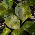 Alocasia 'Uhinkii' variegated (previously Alocasia wentii) *Grower's Choice*