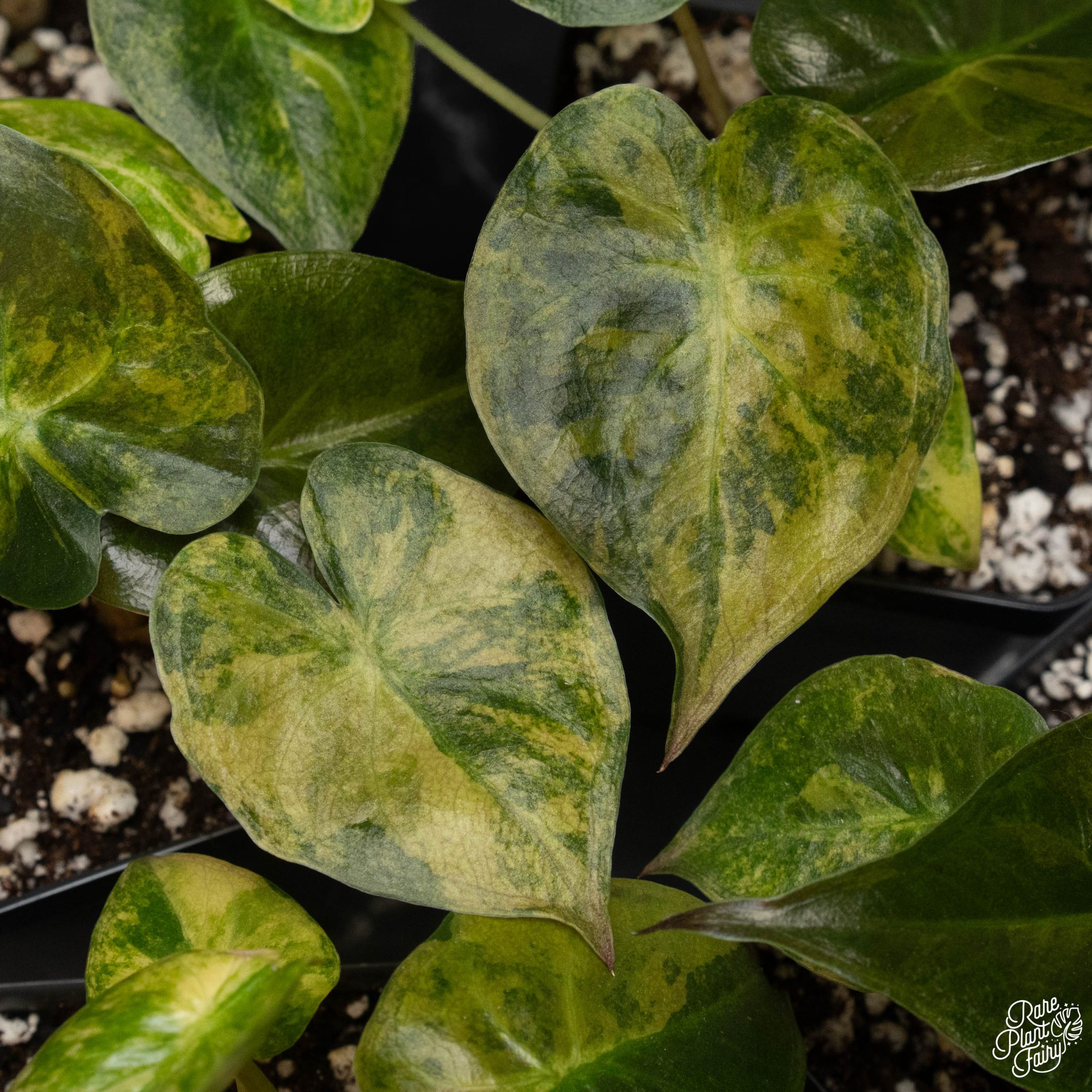 DSC02575-2-3.jpg Alocasia 'Uhinkii' variegated (previously Alocasia wentii) *Grower's Choice* - Image 1