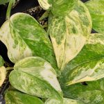 Scindapsus pictus 'Mangurai' variegated *Growers Choice* - Image 2