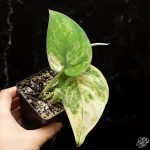 Scindapsus pictus 'Mangurai' variegated *Growers Choice*