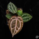 Anthurium Red Crystal '12' x  Michelle '1' by DocBlock® *Grower's choice* - Image 2