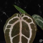 Anthurium Red Crystal '12' x  Michelle '1' by DocBlock® *Grower's choice* - Image 7