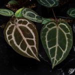 Anthurium Red Crystal '12' x  Michelle '1' by DocBlock® *Grower's choice* - Image 6