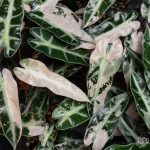 Alocasia 'Bambino' pink variegated *Grower's Choice* - Image 6