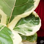 Ficus lyrata variegated fiddle leaf fig tree *Grower's Choice* - Image 3