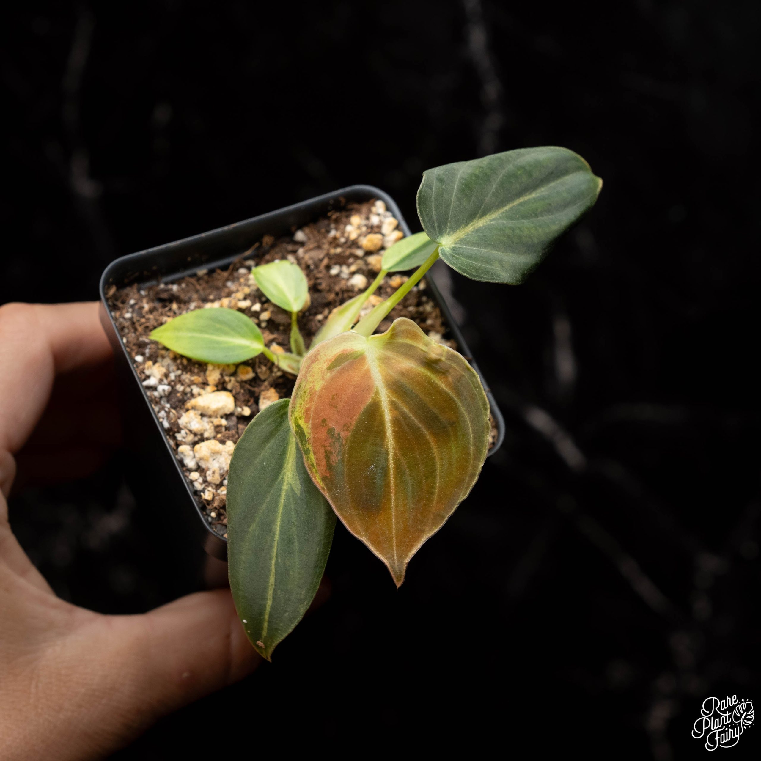 DSC03715_ea47c147-f03b-4c35-ab18-f3e1cf0c8ad0-3.jpg Philodendron melanochrysum variegated *Grower's Choice* - Image 1