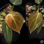 Philodendron melanochrysum variegated *Grower's Choice* - Image 2