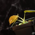 Philodendron melanochrysum variegated *Grower's Choice* - Image 4