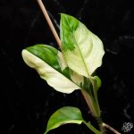 Monstera Acacoyaguensis Variegated *Grower's Choice* - Image 2