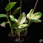 Monstera Acacoyaguensis Variegated *Grower's Choice*