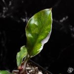 Philodendron erubescens 'White Knight' mutation *Grower's Choice* - Image 3