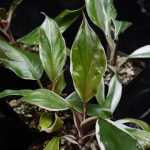 Philodendron erubescens 'White Knight' mutation *Grower's Choice*