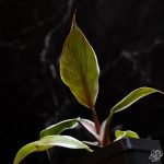 Philodendron erubescens 'White Knight' mutation *Grower's Choice* - Image 4