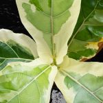 Ficus lyrata variegated fiddle leaf fig tree *Grower's Choice* - Image 2