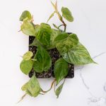 Philodendron hederaceum variegated 'Heartleaf' *Grower's Choice* - Image 2