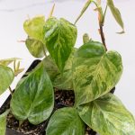Philodendron hederaceum variegated 'Heartleaf' *Grower's Choice* - Image 3