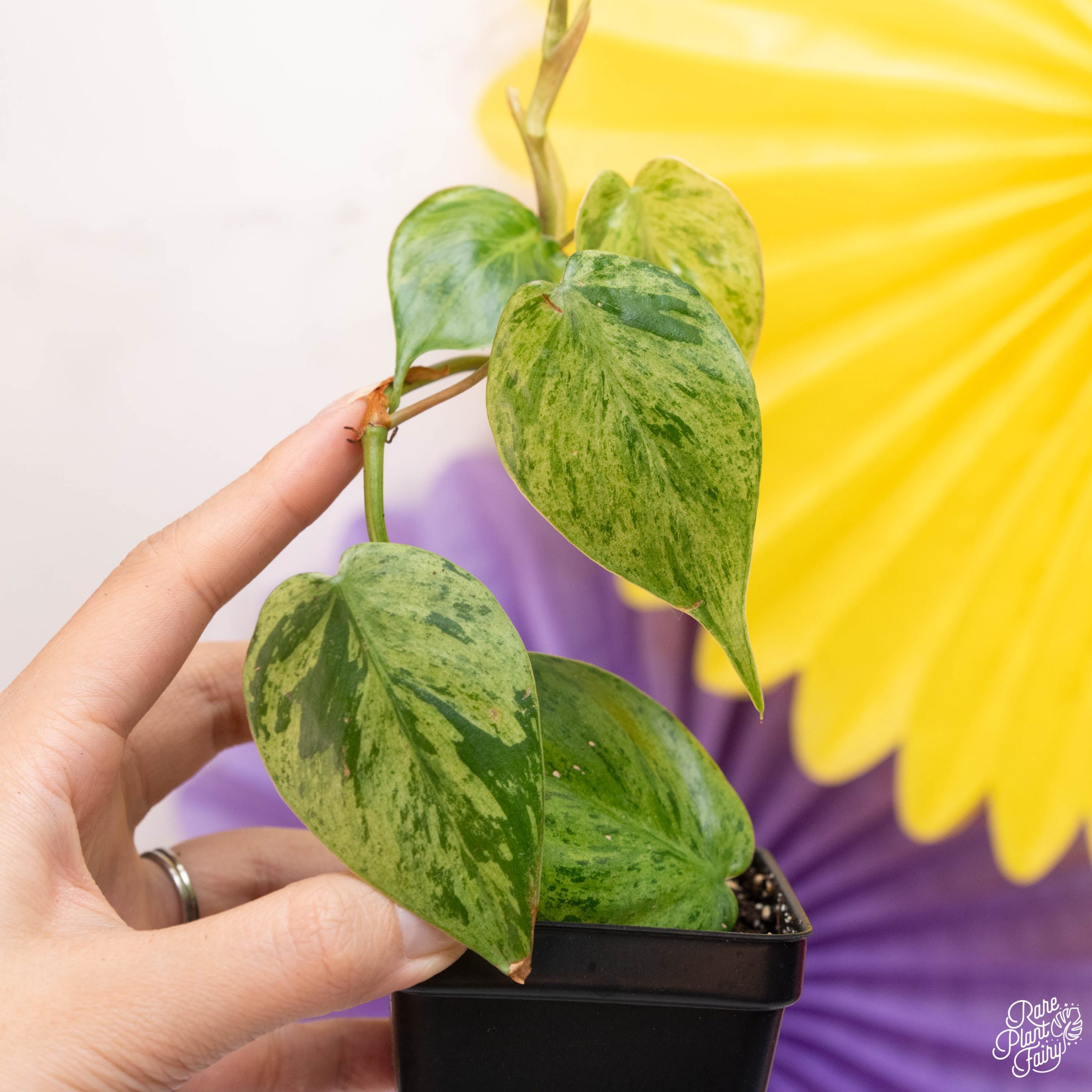 DSC04968_ce60f5d3-5744-4fba-aea6-fec3b19ceaa0-1.jpg Philodendron hederaceum variegated 'Heartleaf' *Grower's Choice* - Image 1