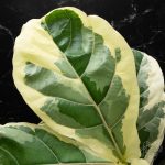 Ficus lyrata variegated fiddle leaf fig tree *Grower's Choice*