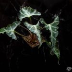 Alocasia loco *Grower's Choice* - Image 5