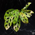 Monstera Adansonii Aurea Variegated *Grower's Choice* - Image 3