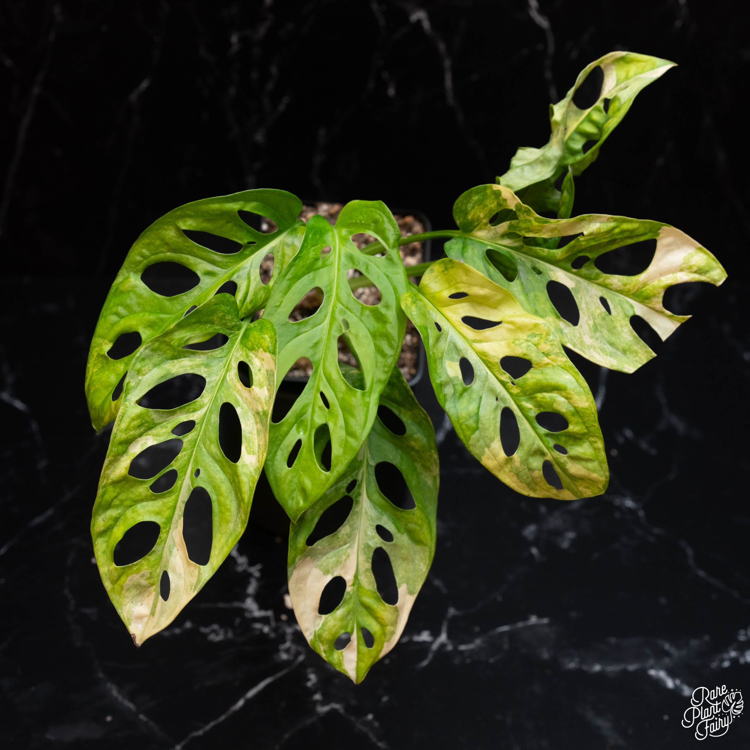 DSC06185_6bd0f06c-01cd-406d-9bc9-59591d62455d-3.jpg Monstera Adansonii Aurea Variegated *Grower's Choice* - Image 1