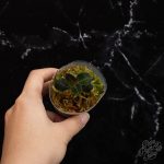 Anoectochilus sp. 'The Wizard of Oz' jewel orchid *Grower's Choice*