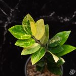 Zamioculcas zamifolia 'ZZ' aurea variegated *Growers Choice* - Image 4