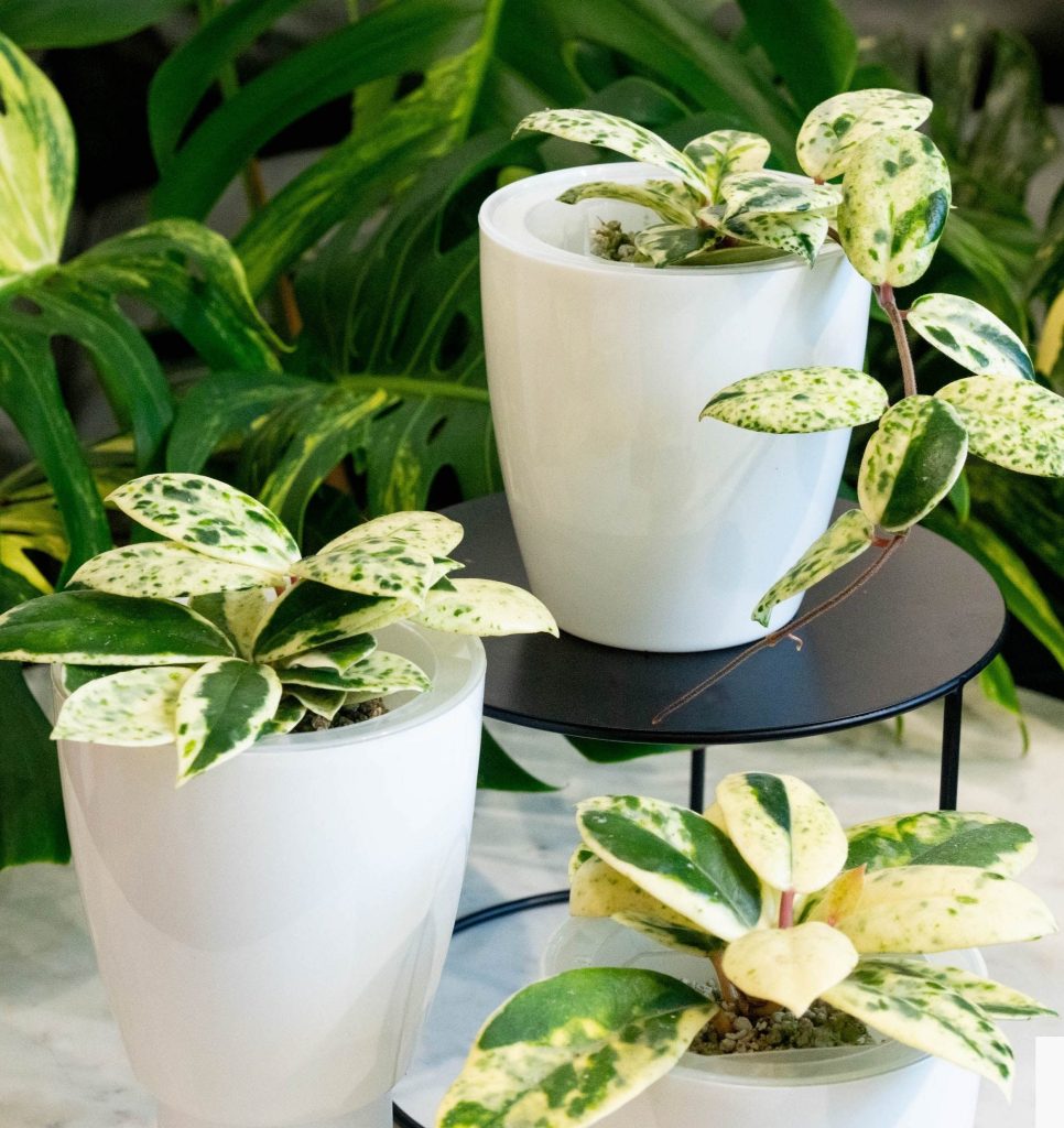 Best Pots for Houseplants