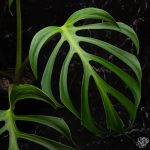 Monstera 'Burle Marx Flame' *Grower's Choice* - Image 4