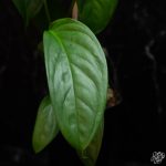 Monstera Obliqua 'Amazonas' *Grower's Choice* - Image 2