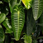 Anthurium veitchii 'King Anthurium' *Grower's Choice*
