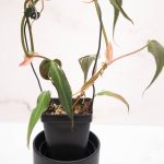 Philodendron Micans Variegated 'Velvet Halo' *Grower's Choice* - Image 5
