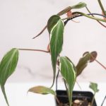 Philodendron Micans Variegated 'Velvet Halo' *Grower's Choice* - Image 6