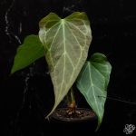 Anthurium 'Delta Force' *Grower's Choice* - Image 3