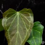 Anthurium 'Delta Force' *Grower's Choice* - Image 2