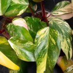 Philodendron 'Strawberry Shake' *Grower's Choice* - Image 7